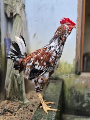 Hill Bearded Lojja Rooster