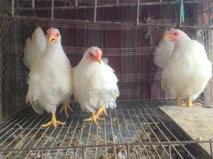 White Japanese Bantam White Japanese Bantam