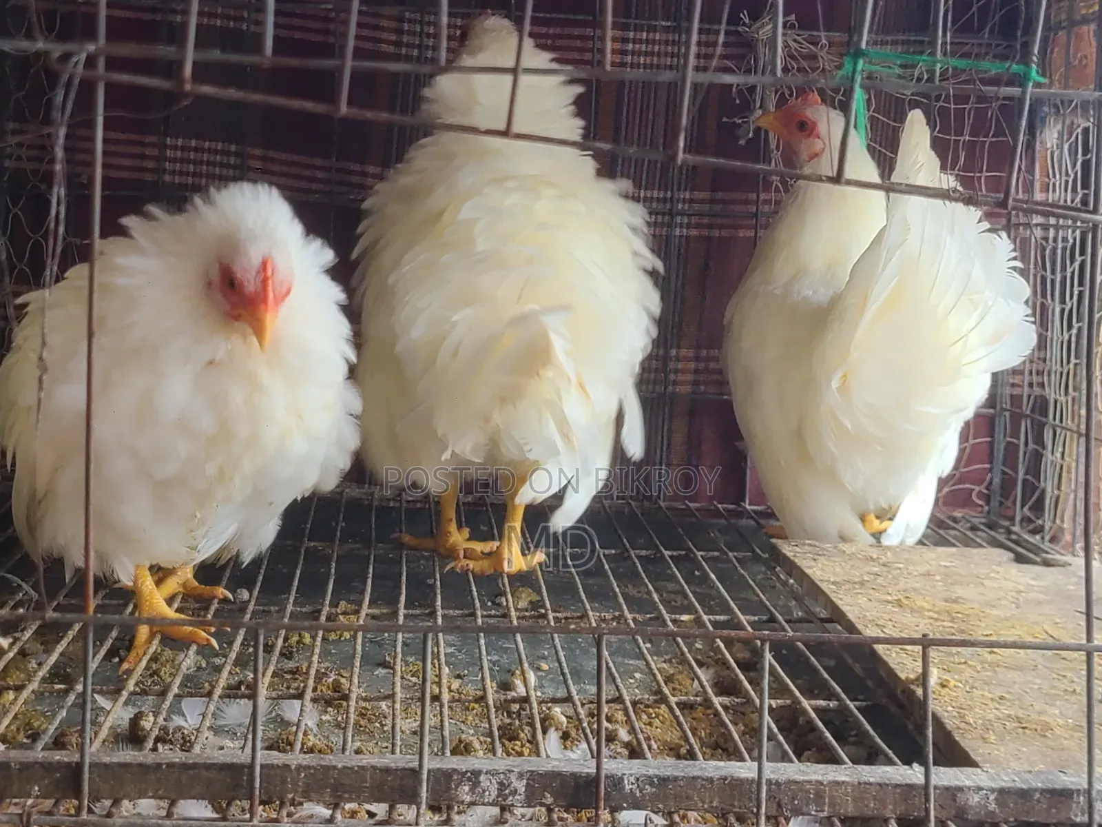 White Japanese Bantam White Japanese Bantam