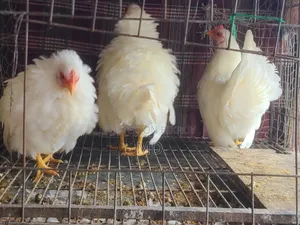 White Japanese Bantam White Japanese Bantam