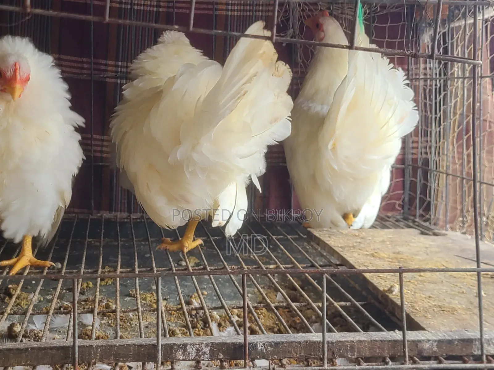 White Japanese Bantam White Japanese Bantam