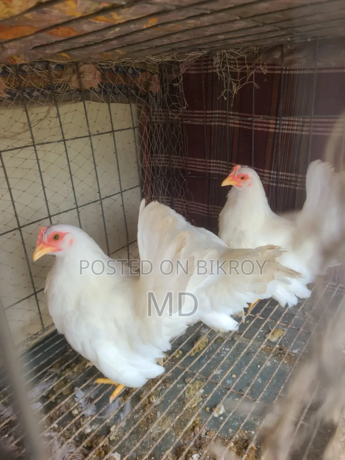 White Japanese Bantam White Japanese Bantam