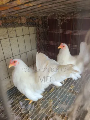 White Japanese Bantam White Japanese Bantam