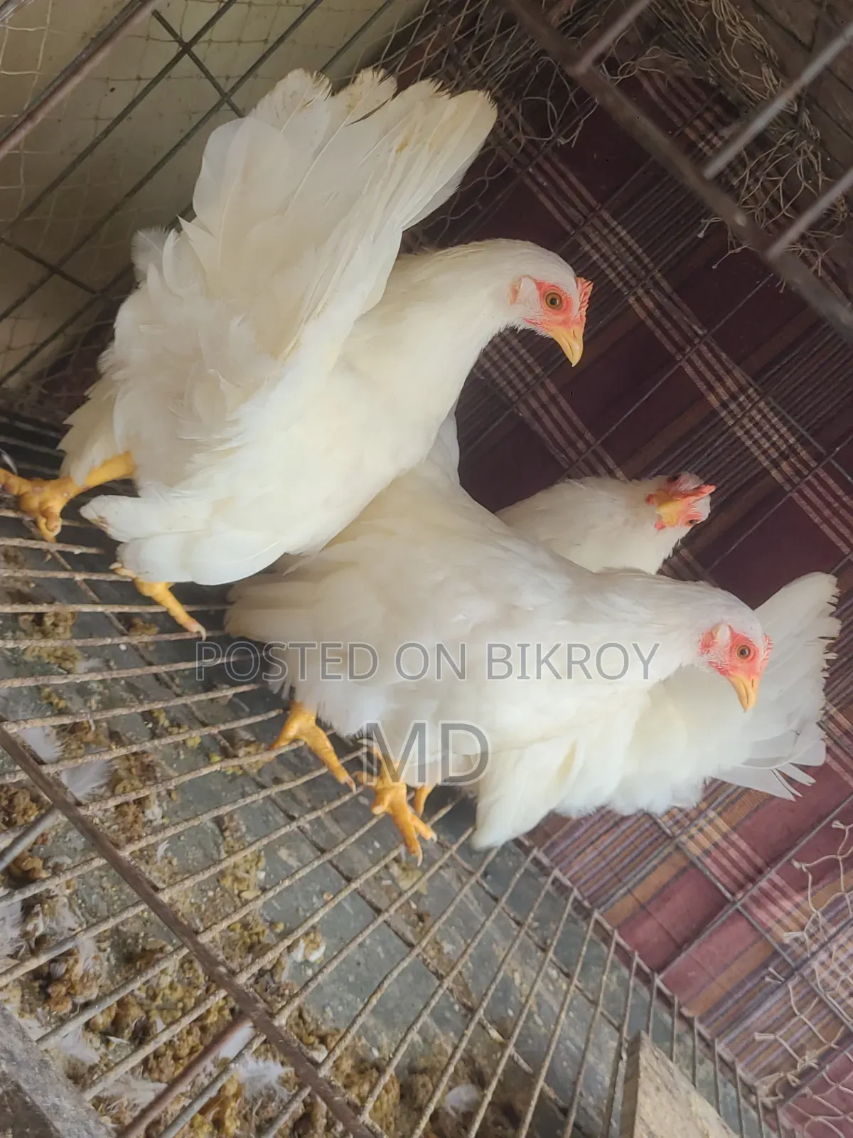 White Japanese Bantam White Japanese Bantam