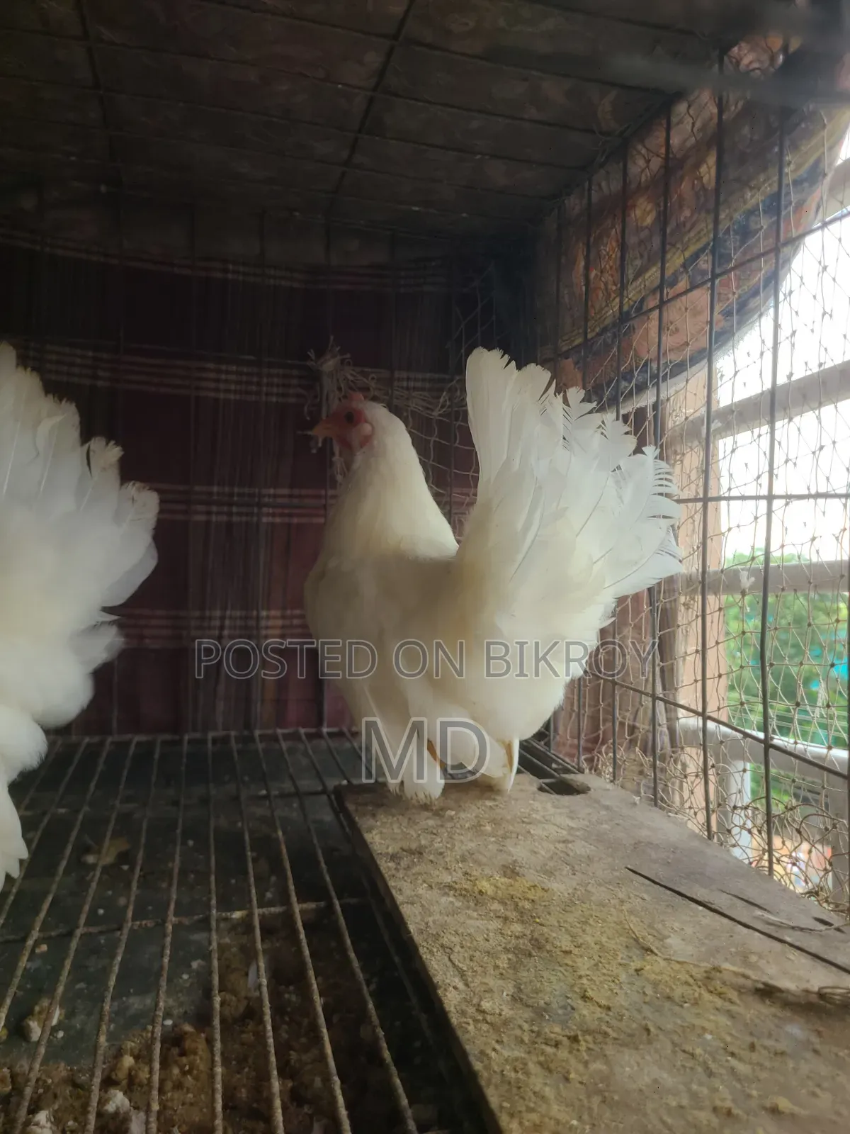 White Japanese Bantam White Japanese Bantam