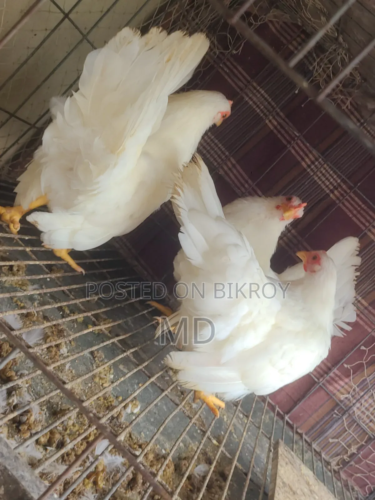 White Japanese Bantam White Japanese Bantam