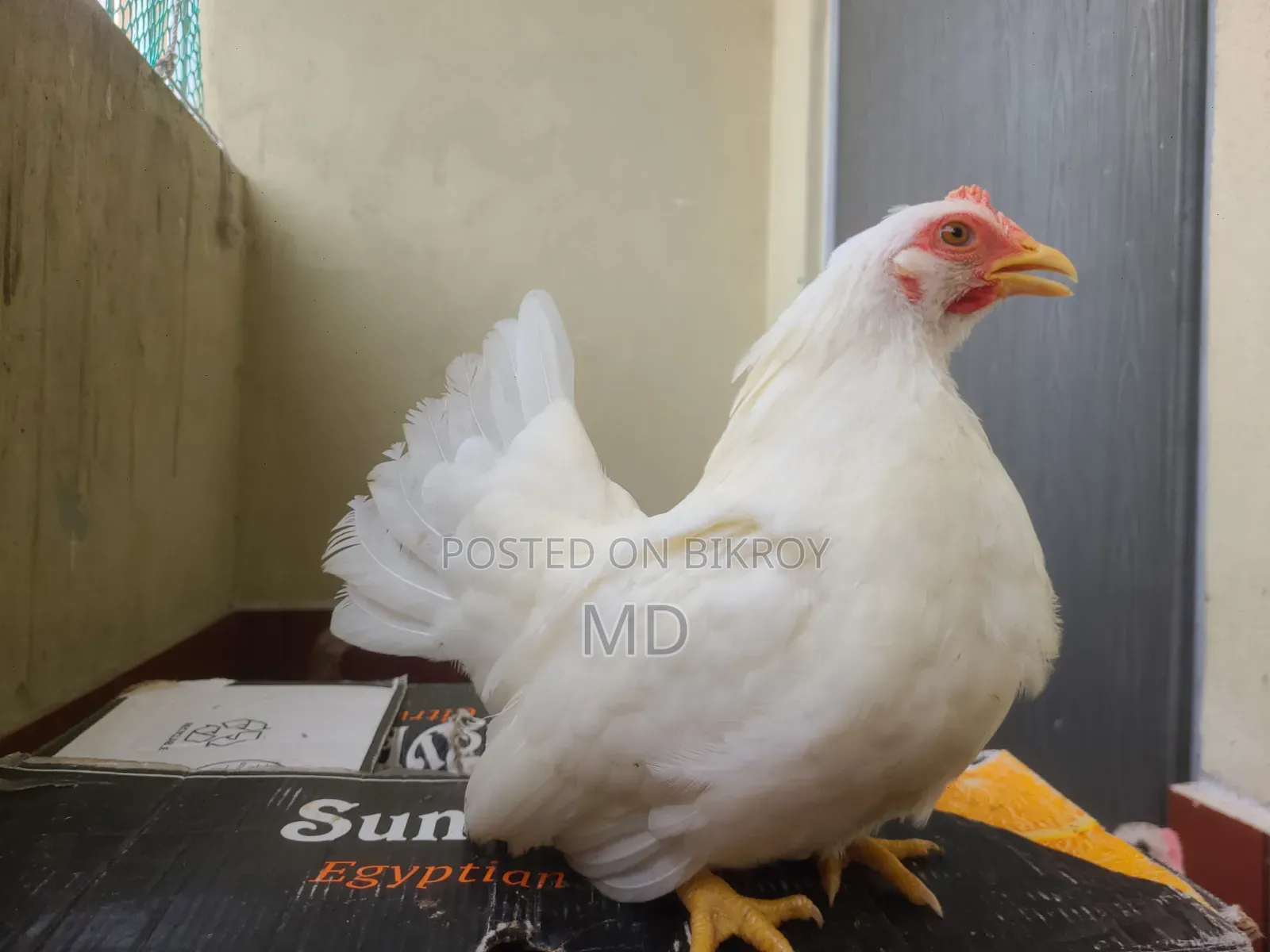 White Japanese Bantam White Japanese Bantam