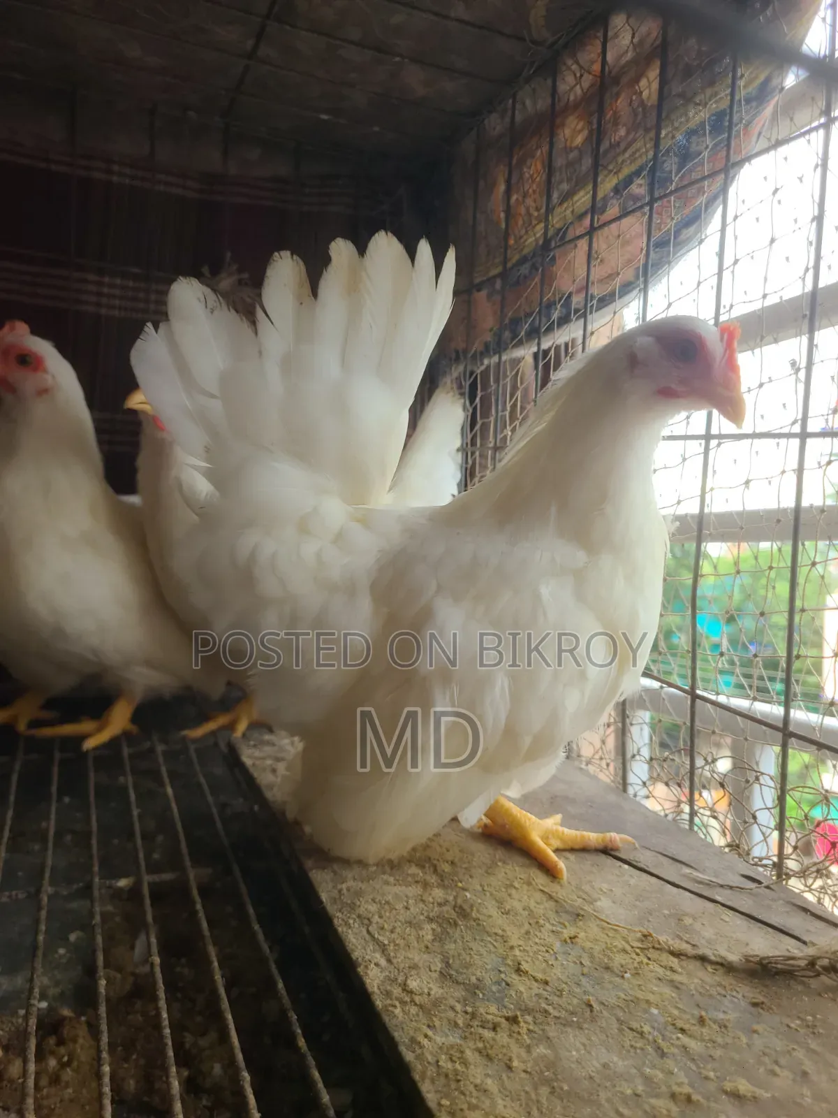 White Japanese Bantam White Japanese Bantam