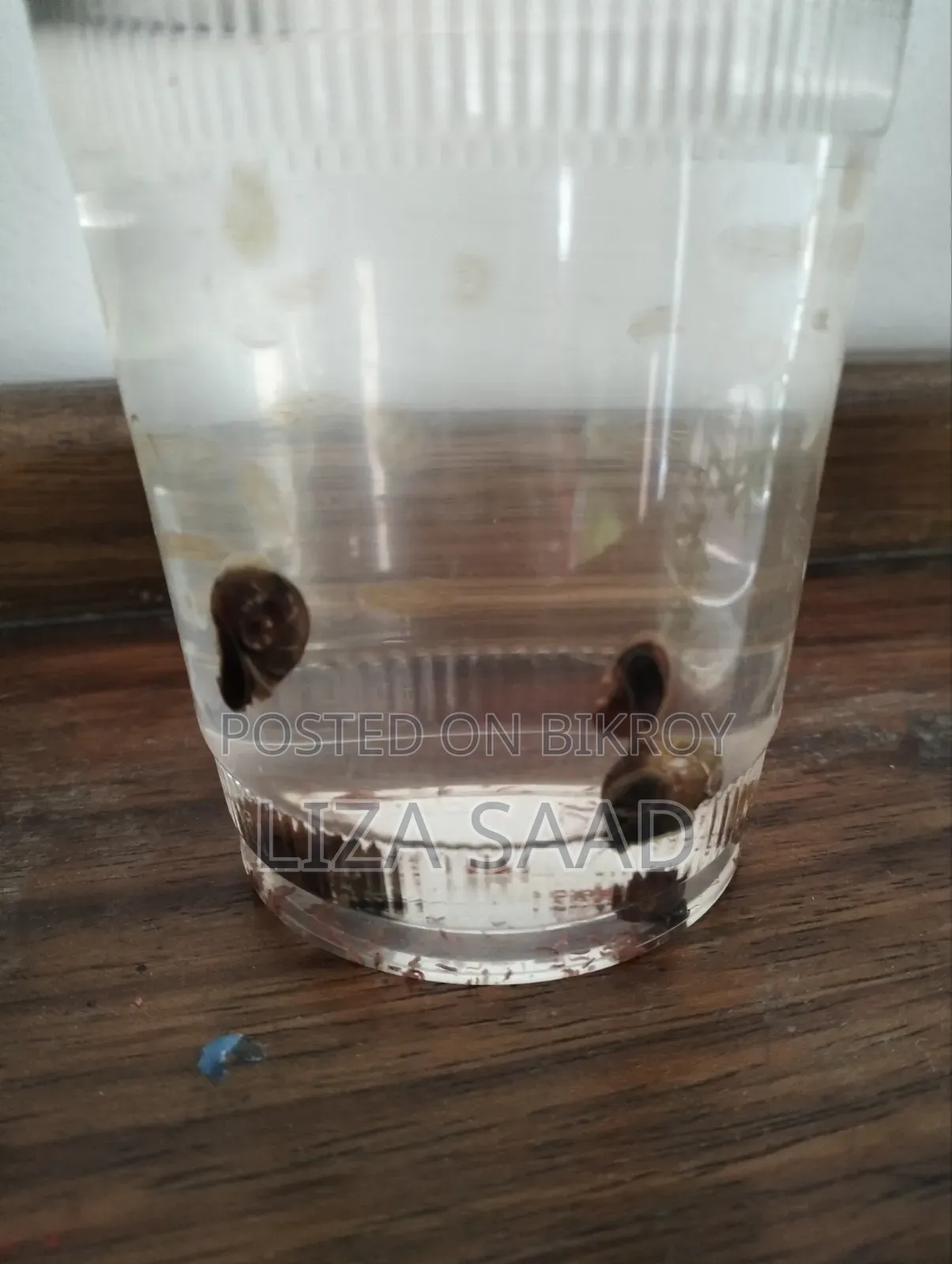 5 Pcs Rams Horn Snail