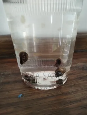 5 Pcs Rams Horn Snail