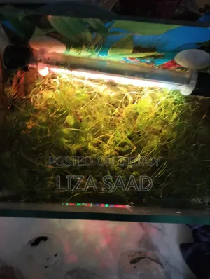 Aquarium Plant