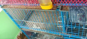 এই পাখির খাঁচাটি জরুরি বিক্রয় হইবে।