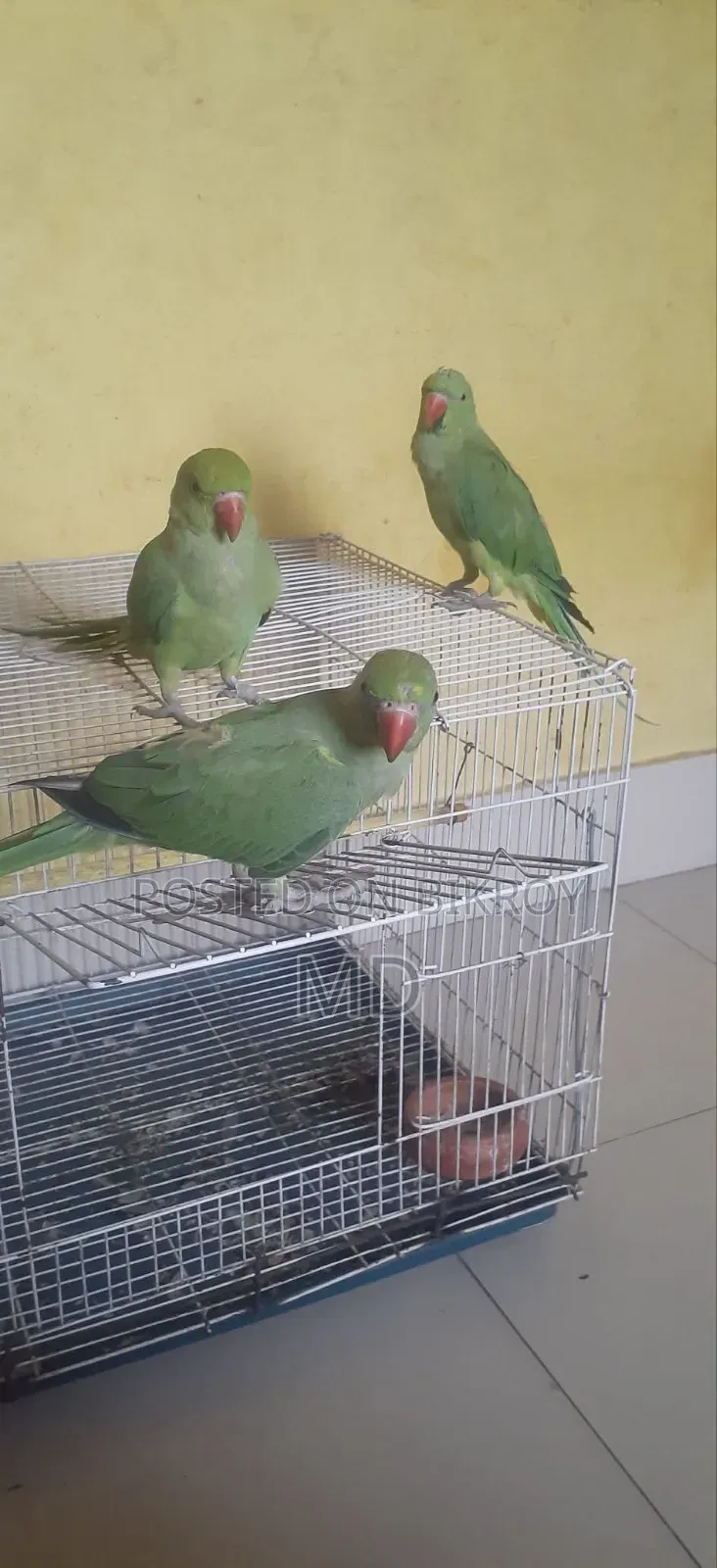 সুপার টেম করা,কথা বলা টিয়া পাখি