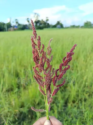 লাল কাউন রেড মিলেট