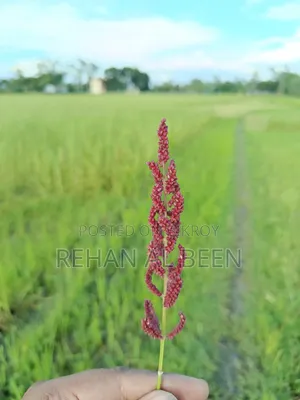 লাল কাউন রেড মিলেট