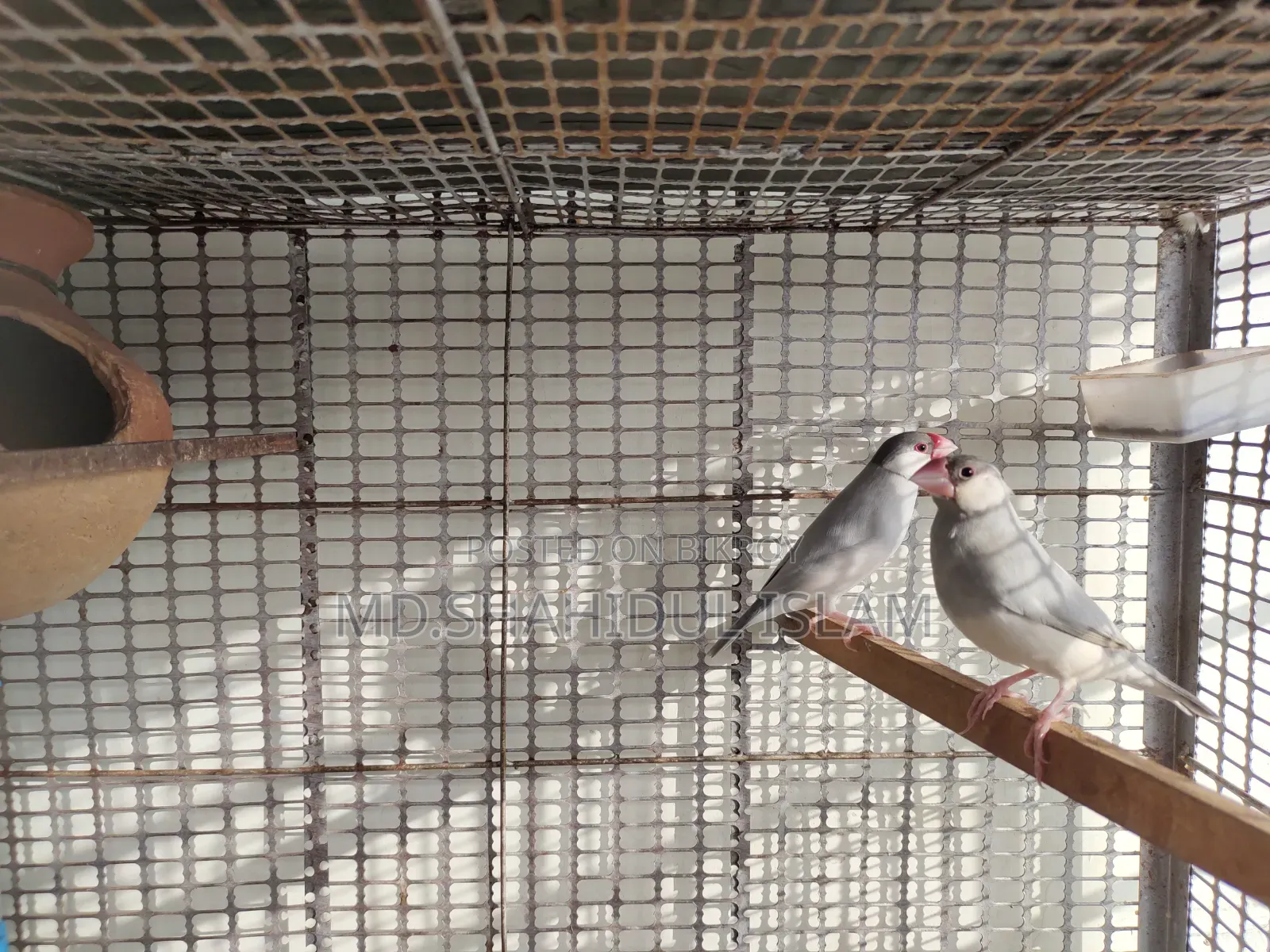 Java Bird Master Pair