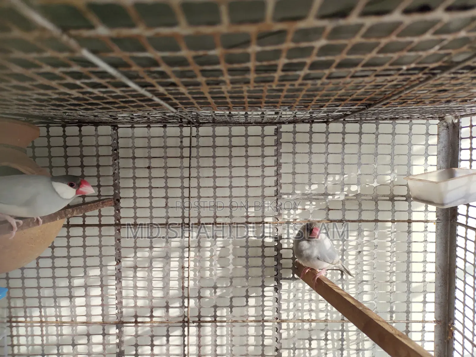Java Bird Master Pair