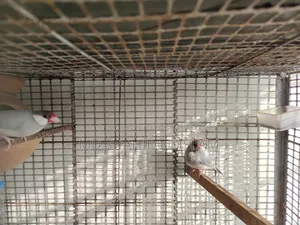 Java Bird Master Pair