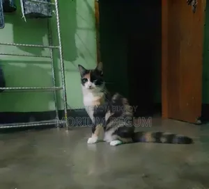 1+ Year Female Purebred Persian