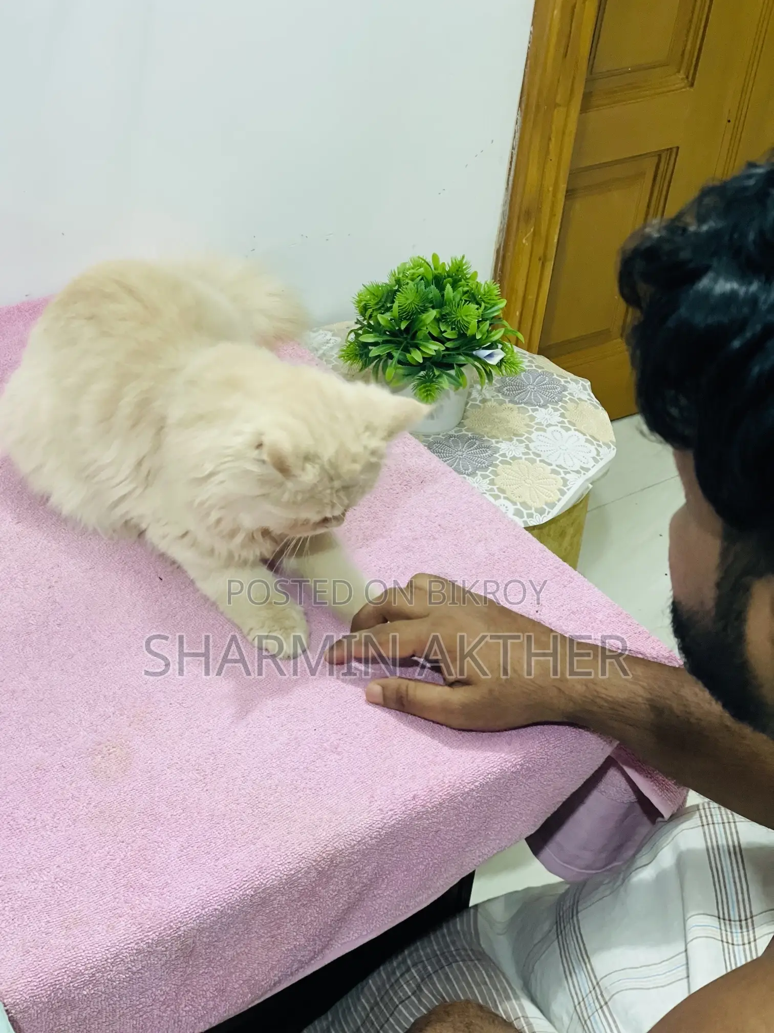 3-6 Months Female Purebred Persian