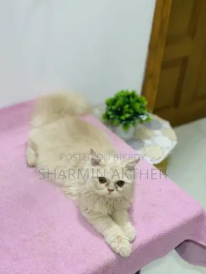 3-6 Months Female Purebred Persian