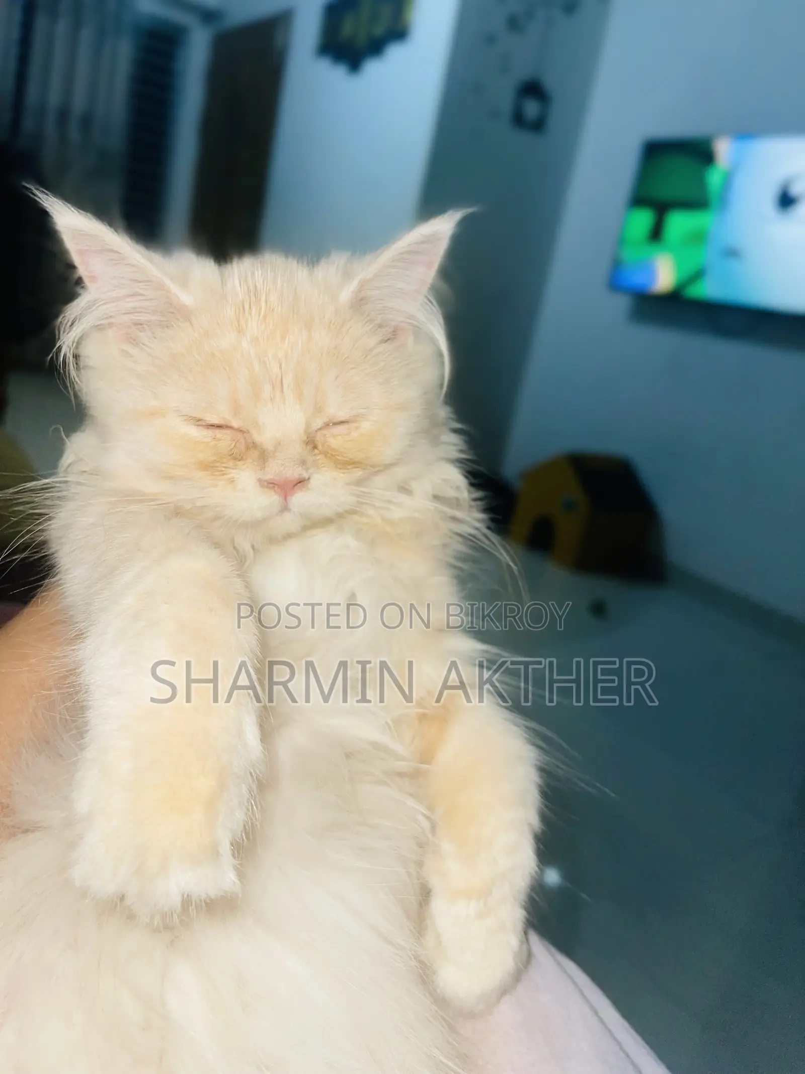 3-6 Months Female Purebred Persian