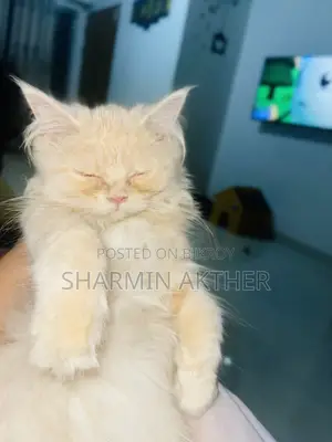3-6 Months Female Purebred Persian