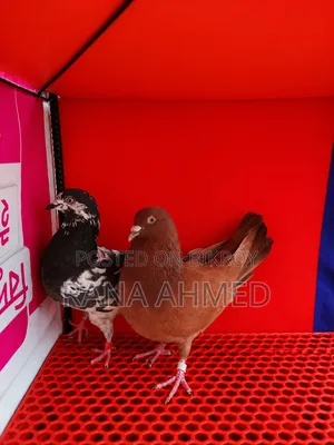 Adult Running Pigeons