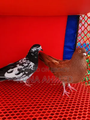 Adult Running Pigeons