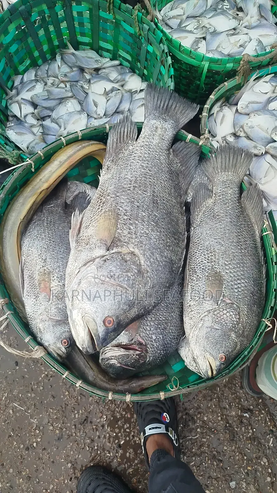 বড় সাইজের সামুদ্রিক মাছ — সরাসরি অর্ডার করুন!