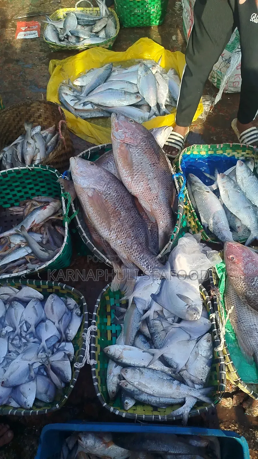 বড় সাইজের সামুদ্রিক মাছ — সরাসরি অর্ডার করুন!