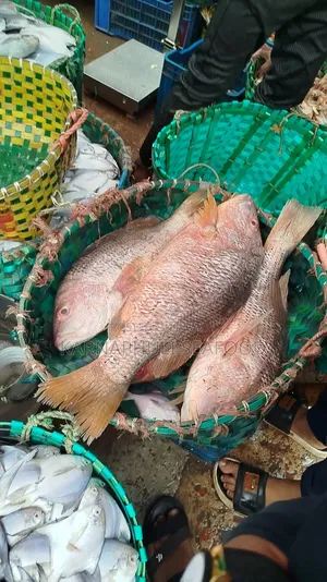 বড় সাইজের সামুদ্রিক মাছ — সরাসরি অর্ডার করুন!