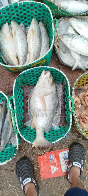 বড় সাইজের সামুদ্রিক মাছ — সরাসরি অর্ডার করুন!