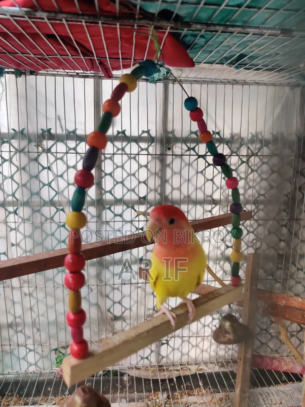 Running Love Bird