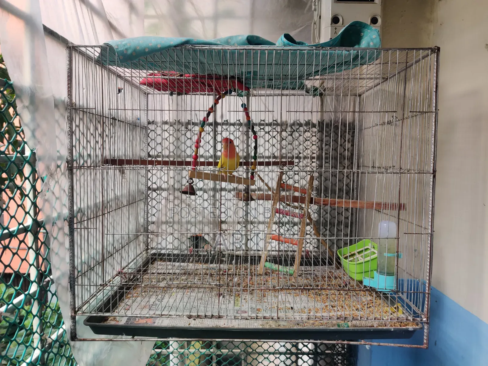 Running Love Bird