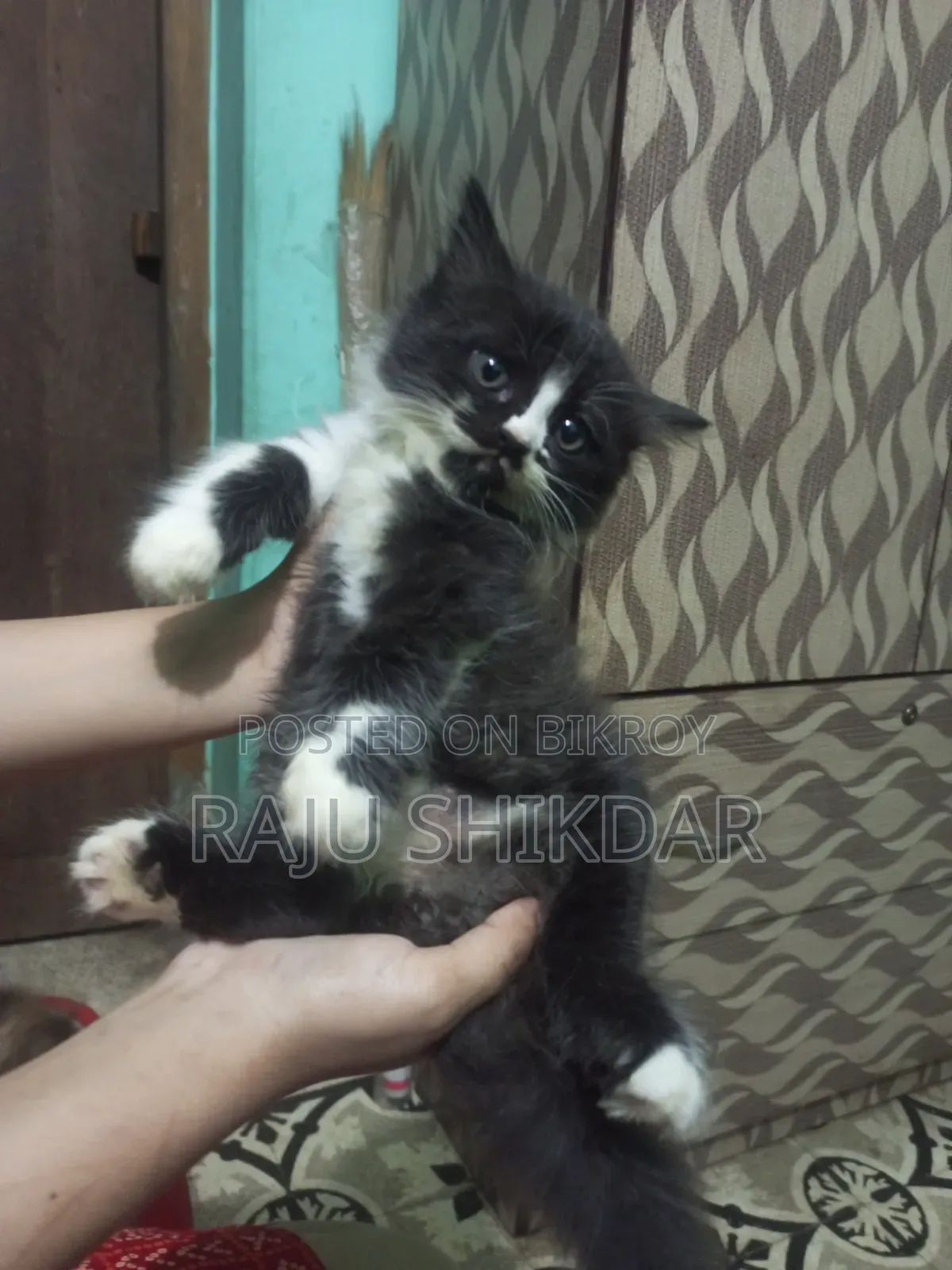 3-6 Months Female Purebred Persian