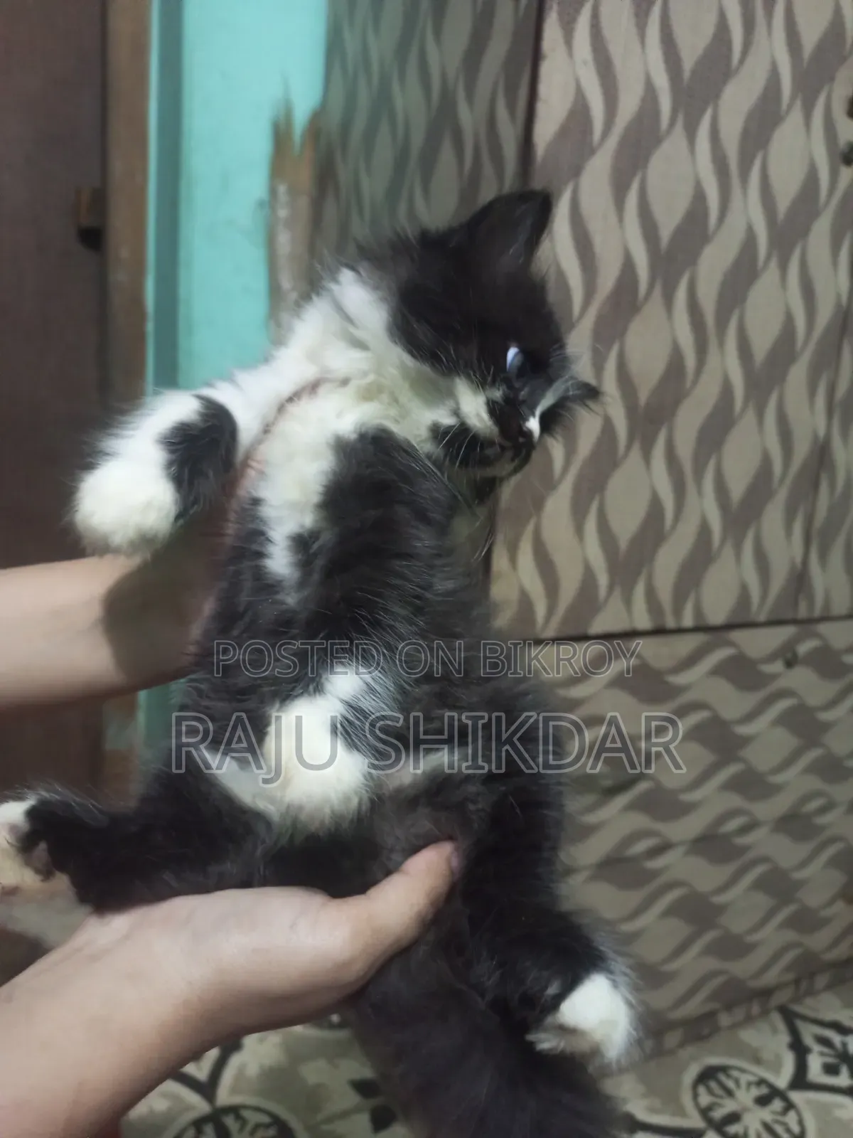 3-6 Months Female Purebred Persian