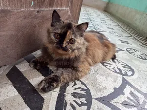 3-6 Months Female Purebred Persian