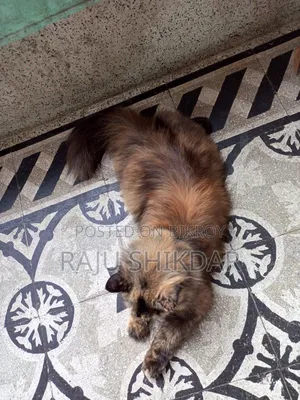 3-6 Months Female Purebred Persian