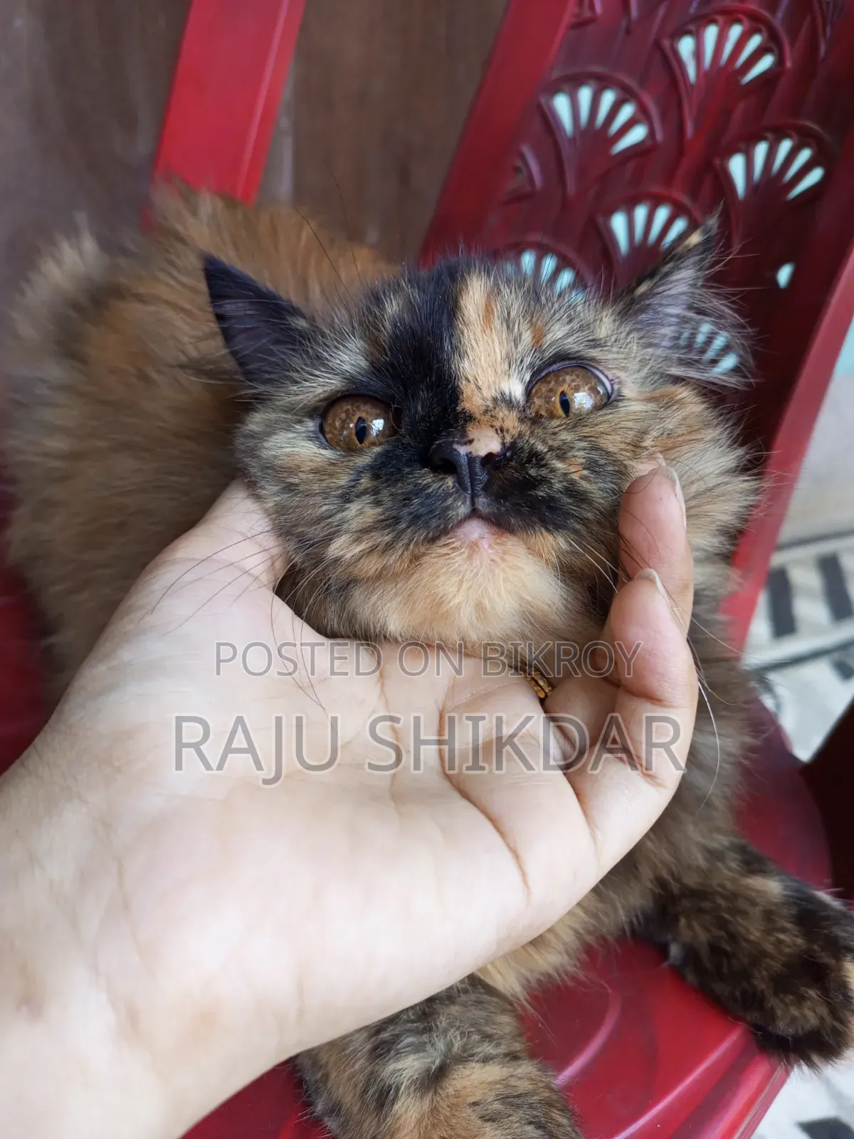 3-6 Months Female Purebred Persian