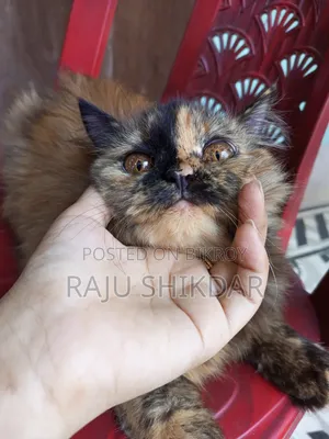 3-6 Months Female Purebred Persian