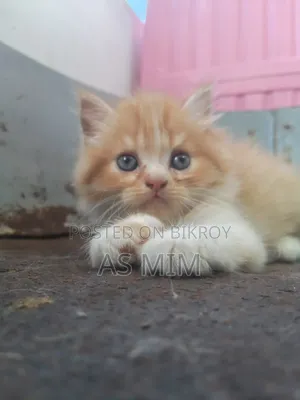1-3 Months Male Purebred Persian
