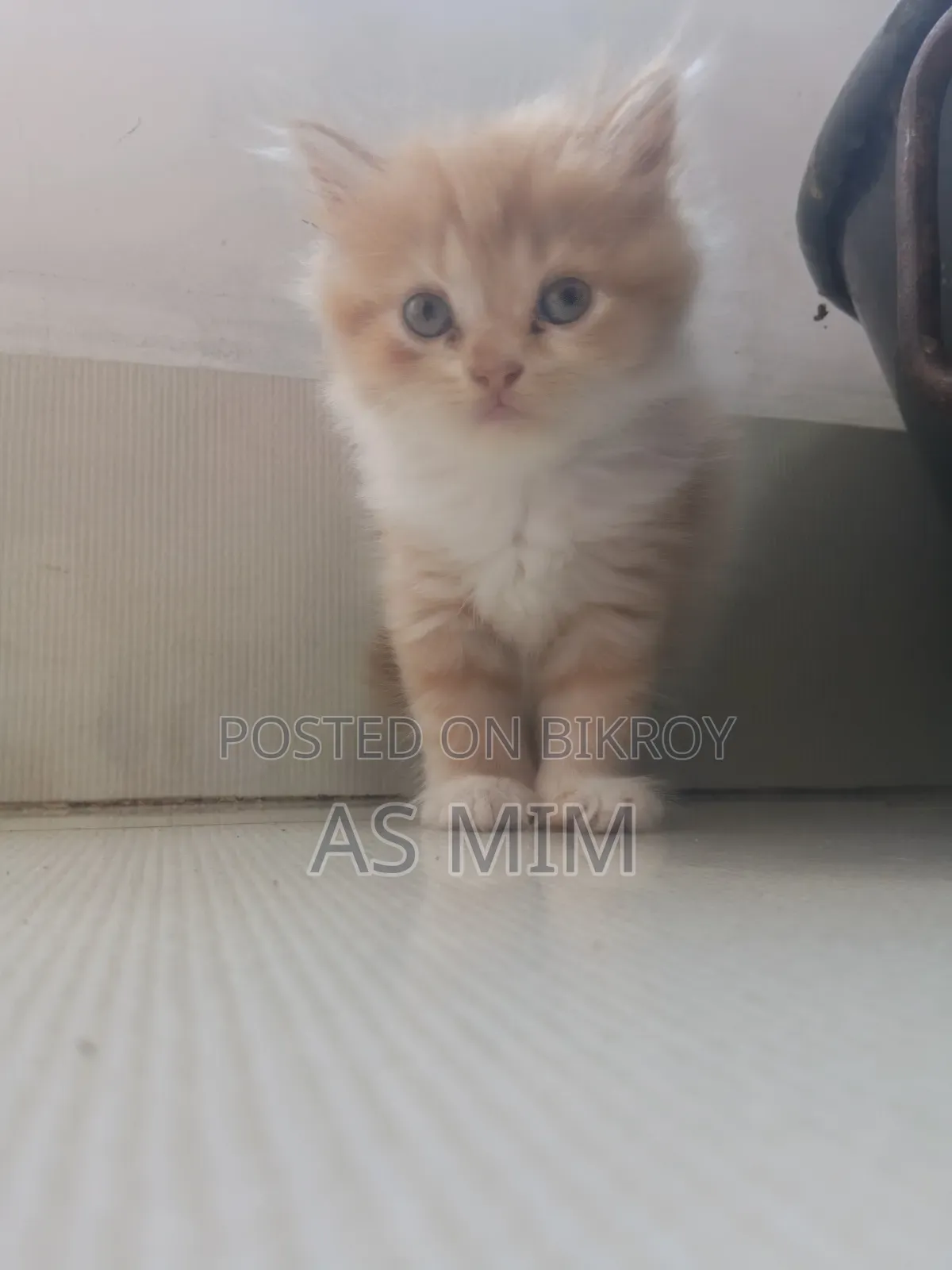পার্শিয়ান ক্যাট বয়স দেড় থেকে দু মাস