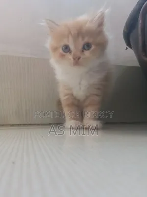 পার্শিয়ান ক্যাট বয়স দেড় থেকে দু মাস