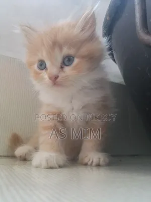 পার্শিয়ান ক্যাট বয়স দেড় থেকে দু মাস