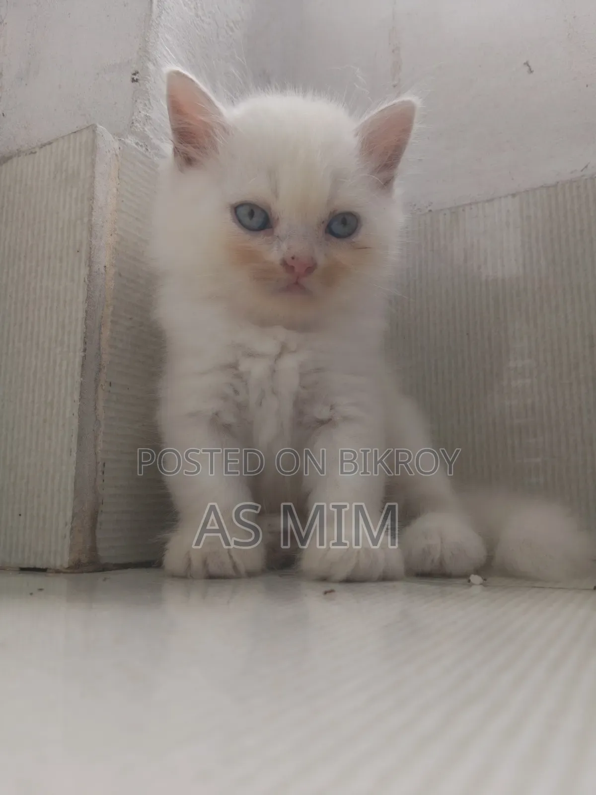 পার্শিয়ান ক্যাট বয়স দেড় থেকে দু মাস