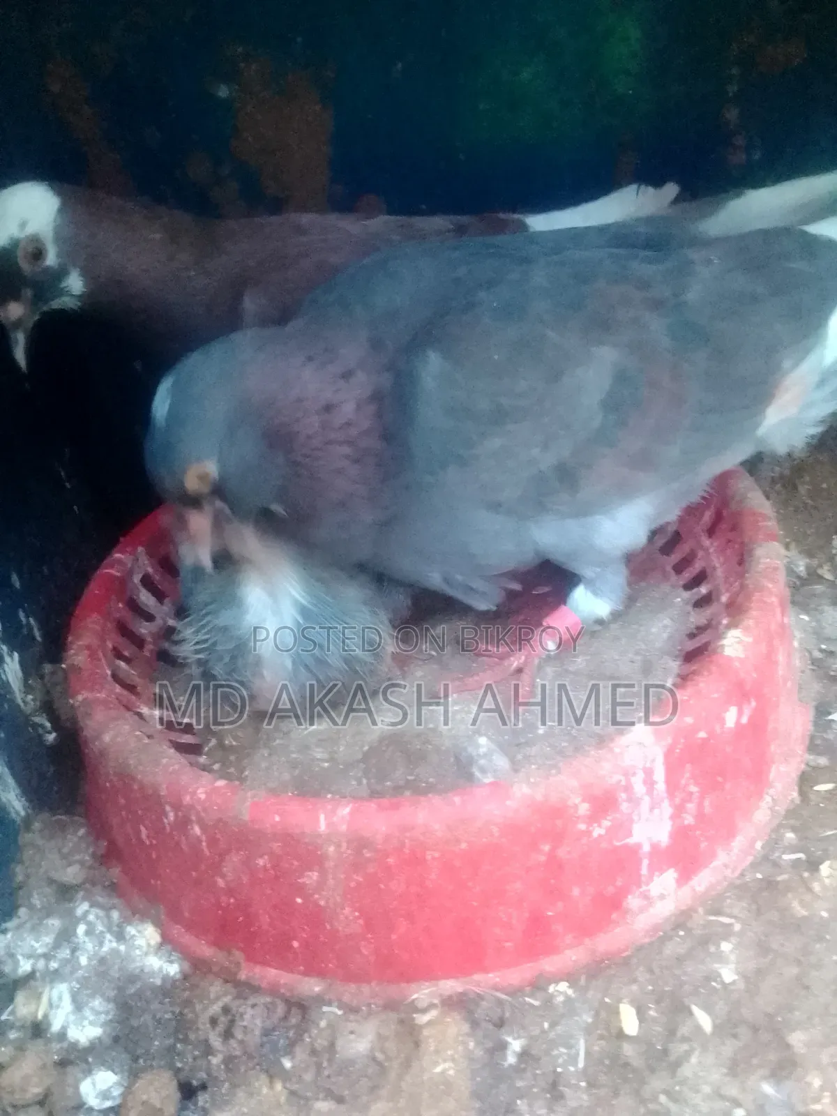 100% Guaranteed Pair of Pigeons
