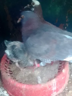 100% Guaranteed Pair of Pigeons