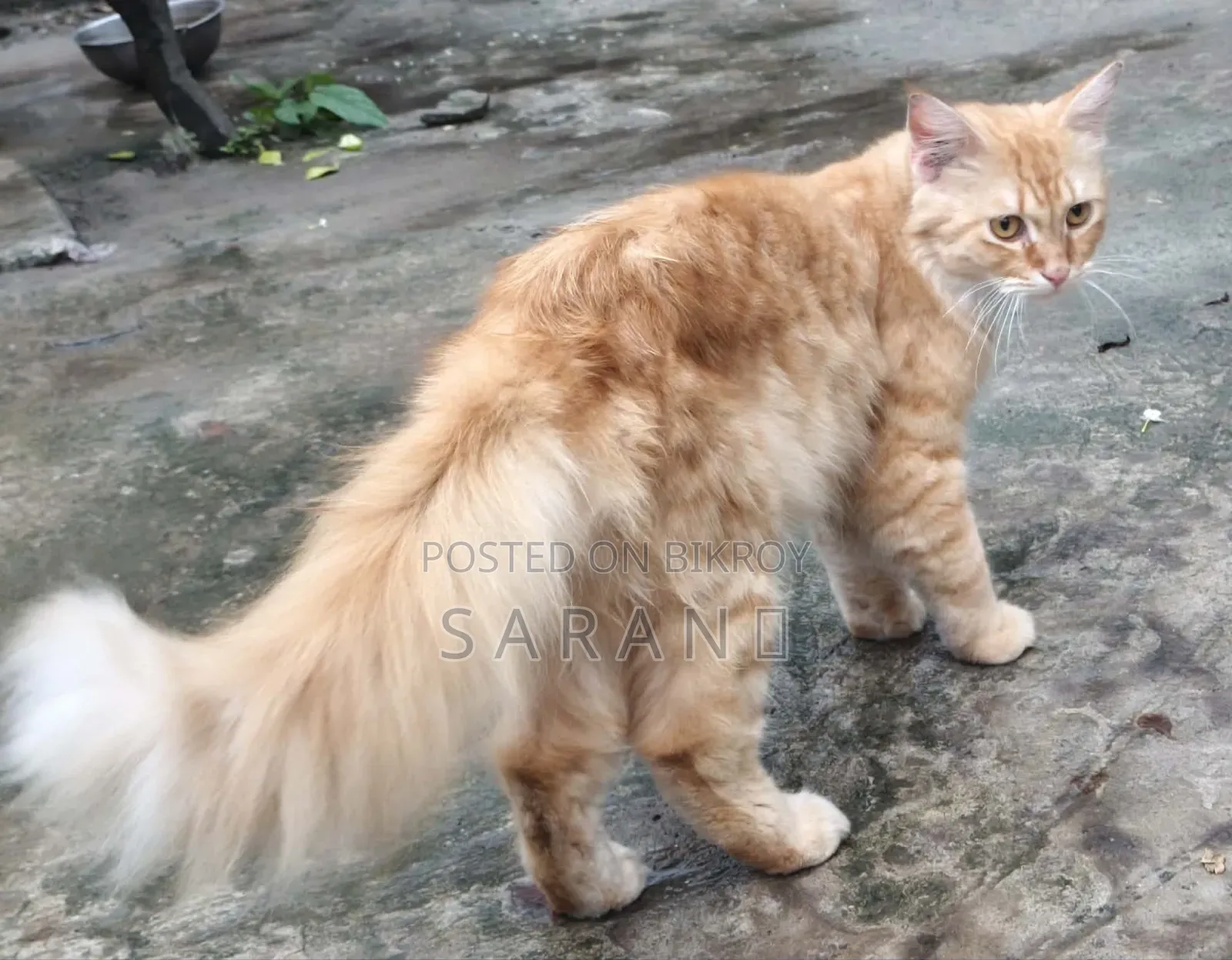 6-12 Months Male Purebred Persian