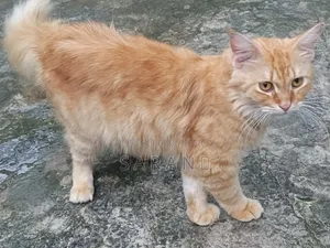 6-12 Months Male Purebred Persian